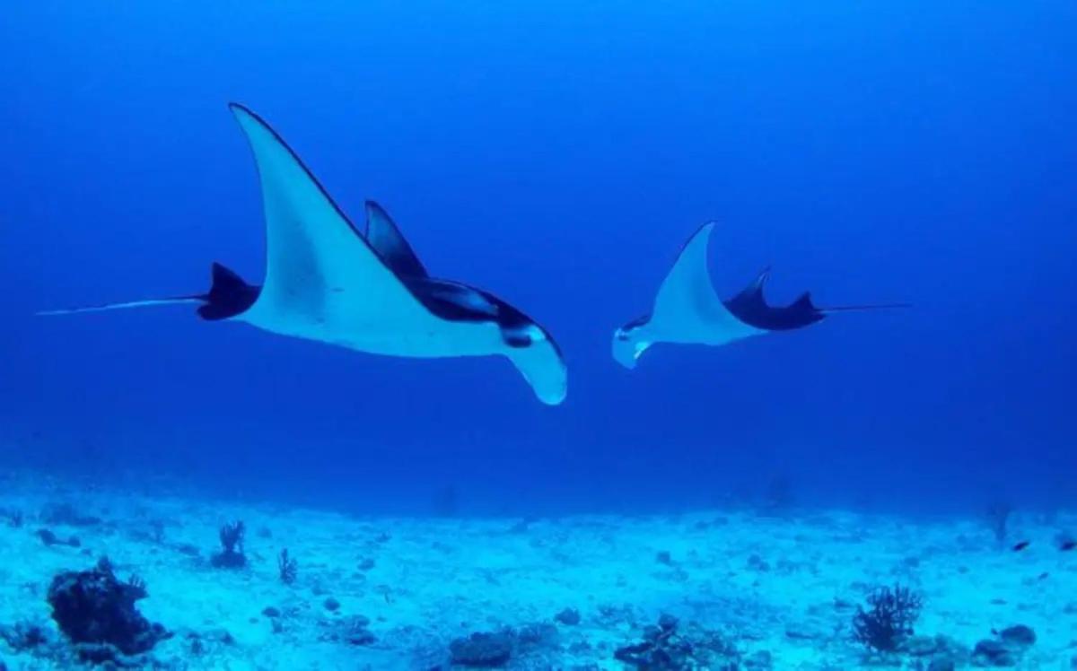 Tethi White Sandy Beach-Best Manta Snorkeling מראה חיצוני תמונה